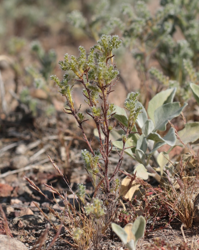 Guadalupe Cryptantha (Plants of Lake Mead National Recreation Area ...