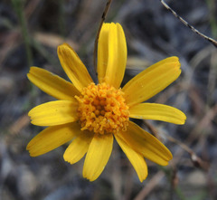 Oxypappus scaber