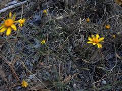 Oxypappus scaber