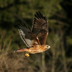 Buteo jamaicensis × lineatus