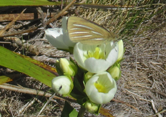 Argyrophenga janitae
