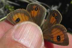 Argyrophenga janitae