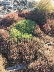 Suaeda novae-zelandiae