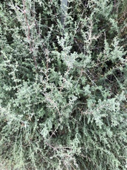 Galium stellatum eremicum