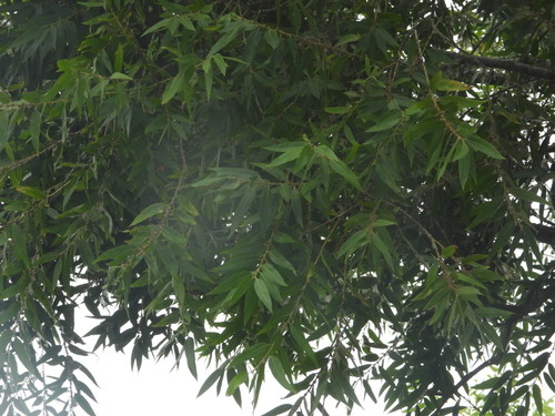 iNaturalist observation photo of Goodding's willow