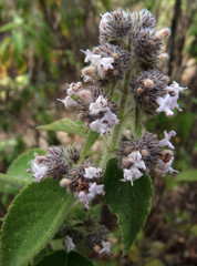 Hyptis oblongifolia