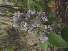 Hyptis oblongifolia