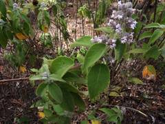 Hyptis oblongifolia