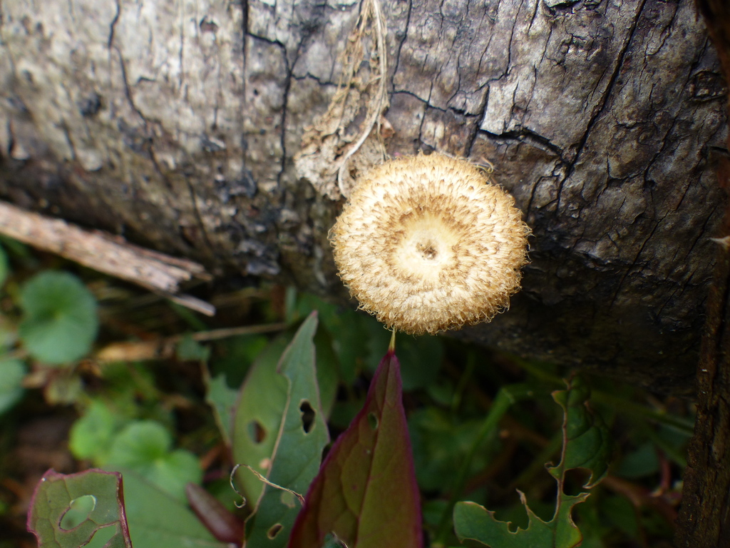 Lentinus crinitus · August 2023 · photo: © biotariel (iNaturalist, cc-by)