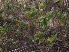 Hyptis oblongifolia