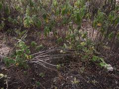 Hyptis oblongifolia