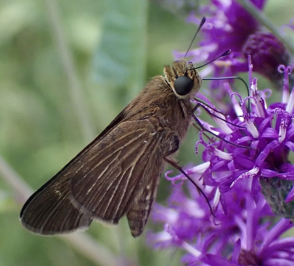 ocola-skipper-from-eupora-ms-us-on-august-13-2023-at-02-57-pm-by