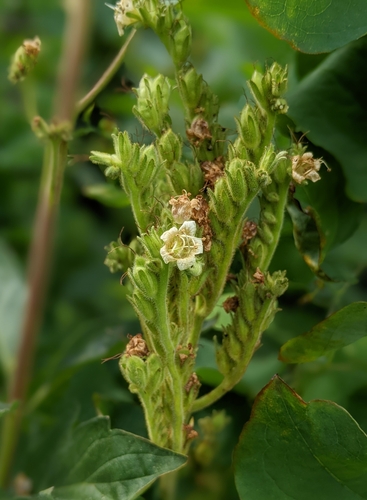 Image of Phacelia procera by (c) Kayla Sweeten, some rights reserved (CC BY)