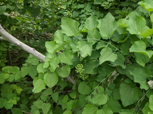 English Peak greenbrier (Smilax jamesii)