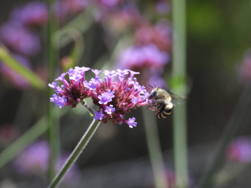 iNaturalist observation photo of Urbane Digger Bee