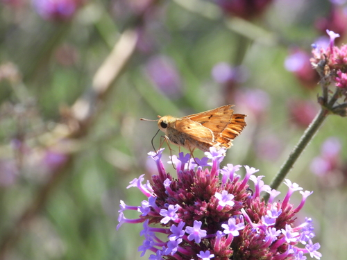 iNaturalist observation photo of Fiery Skipper