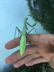 Coptopteryx argentina