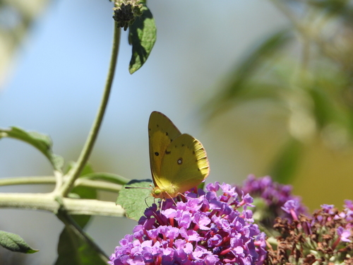 iNaturalist observation photo of Orange Sulphur