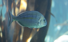 Rhabdosargus holubi