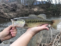 Micropterus henshalli