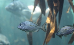Rhabdosargus holubi