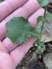 Solidago auriculata