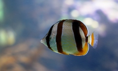 Chaetodon marleyi