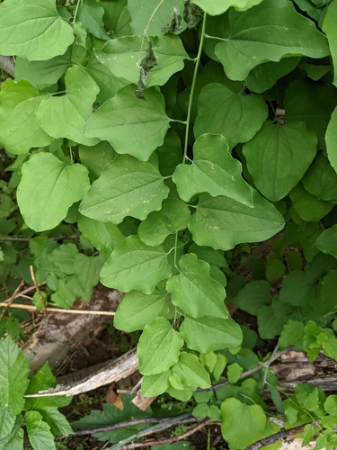 Image of English Peak Greenbrier (Smilax jamesii) by (c) Kayla Sweeten, some rights reserved (CC BY)