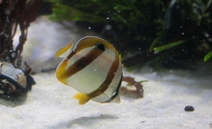 Chaetodon marleyi