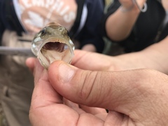 Micropterus henshalli