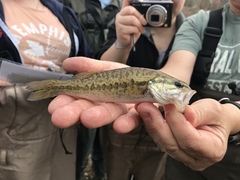 Micropterus henshalli