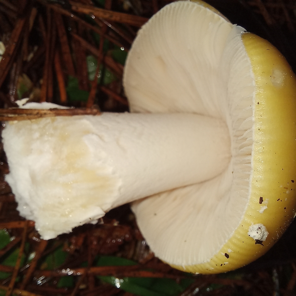 Amanita junquillea · August 2023 · photo: © patricia_mees (iNaturalist, cc-by)