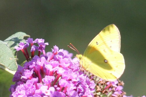 iNaturalist observation photo of Orange Sulphur