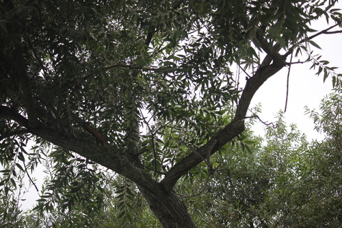 iNaturalist observation photo of Goodding's willow