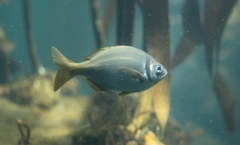 Boopsoidea inornata