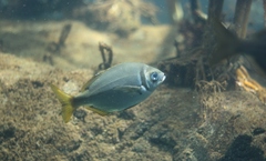 Boopsoidea inornata