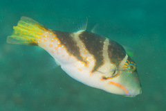 Canthigaster axiologus