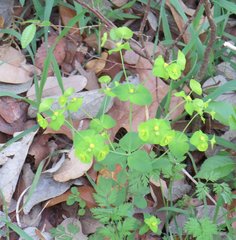 Euphorbia roemeriana