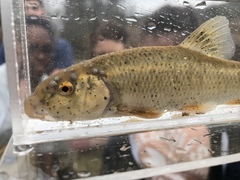 Campostoma oligolepis