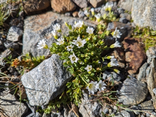 Image of Cerastium uniflorum by (c) Elias, some rights reserved (CC BY)