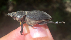 Lucanus mazama