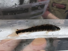 Percina nigrofasciata