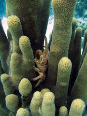 Amphithrax pilosus