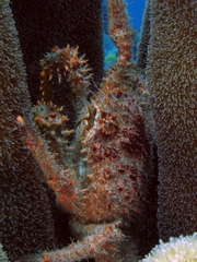 Amphithrax pilosus