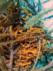 Astrophyton muricatum