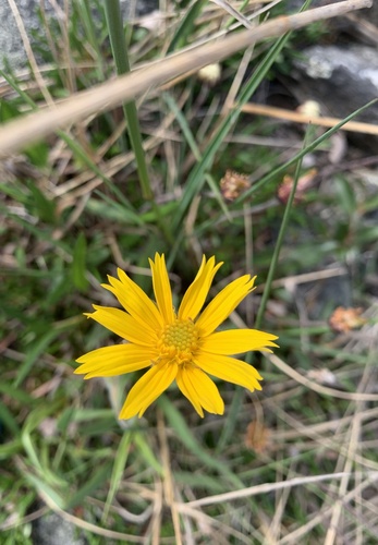 Narrowleaf Arnica