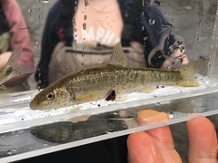 Campostoma oligolepis