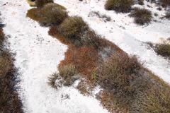 Erica leptopus