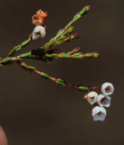Image of Whiteawn Heath (Erica leptopus) by (c) Tony Rebelo, some rights reserved (CC BY-SA)