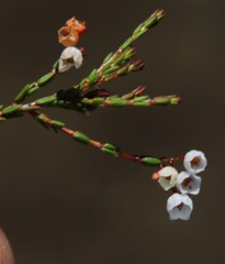 Erica leptopus
